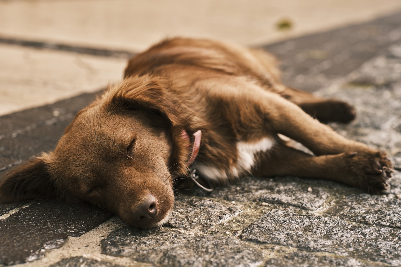 The Best Practices for Bathing Dogs with Sensitive Skin